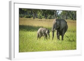 African Elephant (Loxodonta) Mother and Calf, South Luangwa National Park, Zambia, Africa-Janette Hill-Framed Photographic Print