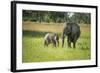 African Elephant (Loxodonta) Mother and Calf, South Luangwa National Park, Zambia, Africa-Janette Hill-Framed Photographic Print