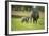 African Elephant (Loxodonta) Mother and Calf, South Luangwa National Park, Zambia, Africa-Janette Hill-Framed Photographic Print