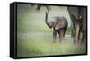 African Elephant (Loxodonta) Mother and Calf, South Luangwa National Park, Zambia, Africa-Janette Hill-Framed Stretched Canvas