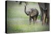 African Elephant (Loxodonta) Mother and Calf, South Luangwa National Park, Zambia, Africa-Janette Hill-Stretched Canvas