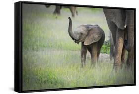 African Elephant (Loxodonta) Mother and Calf, South Luangwa National Park, Zambia, Africa-Janette Hill-Framed Stretched Canvas