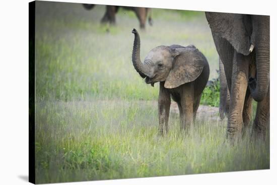 African Elephant (Loxodonta) Mother and Calf, South Luangwa National Park, Zambia, Africa-Janette Hill-Stretched Canvas