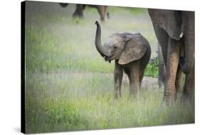 African Elephant (Loxodonta) Mother and Calf, South Luangwa National Park, Zambia, Africa-Janette Hill-Stretched Canvas