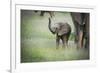 African Elephant (Loxodonta) Mother and Calf, South Luangwa National Park, Zambia, Africa-Janette Hill-Framed Photographic Print