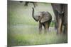 African Elephant (Loxodonta) Mother and Calf, South Luangwa National Park, Zambia, Africa-Janette Hill-Mounted Photographic Print