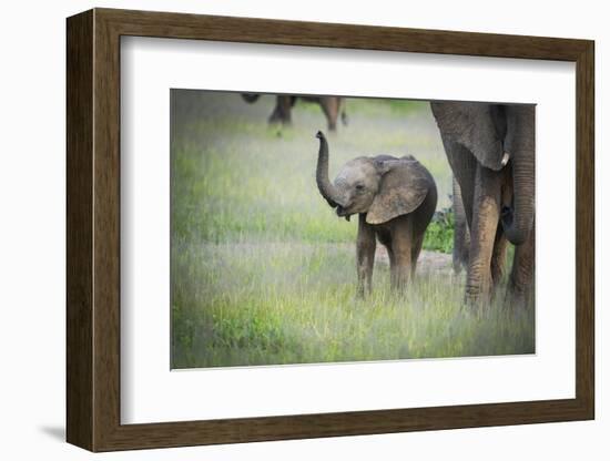 African Elephant (Loxodonta) Mother and Calf, South Luangwa National Park, Zambia, Africa-Janette Hill-Framed Photographic Print