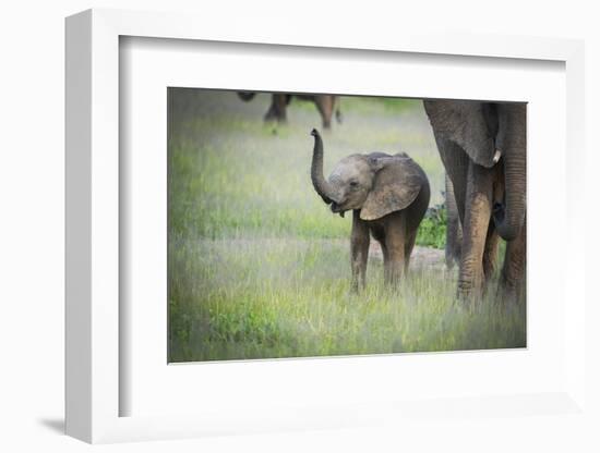 African Elephant (Loxodonta) Mother and Calf, South Luangwa National Park, Zambia, Africa-Janette Hill-Framed Photographic Print