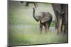 African Elephant (Loxodonta) Mother and Calf, South Luangwa National Park, Zambia, Africa-Janette Hill-Mounted Photographic Print