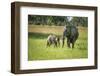 African Elephant (Loxodonta) Mother and Calf, South Luangwa National Park, Zambia, Africa-Janette Hill-Framed Photographic Print