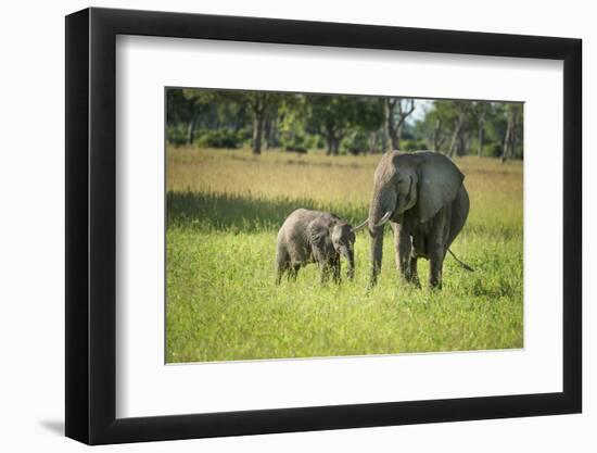 African Elephant (Loxodonta) Mother and Calf, South Luangwa National Park, Zambia, Africa-Janette Hill-Framed Photographic Print