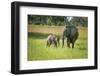 African Elephant (Loxodonta) Mother and Calf, South Luangwa National Park, Zambia, Africa-Janette Hill-Framed Photographic Print