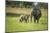 African Elephant (Loxodonta) Mother and Calf, South Luangwa National Park, Zambia, Africa-Janette Hill-Mounted Photographic Print