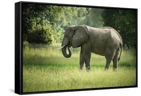 African Elephant (Loxodonta), South Luangwa National Park, Zambia, Africa-Janette Hill-Framed Stretched Canvas