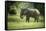 African Elephant (Loxodonta), South Luangwa National Park, Zambia, Africa-Janette Hill-Framed Stretched Canvas