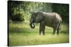 African Elephant (Loxodonta), South Luangwa National Park, Zambia, Africa-Janette Hill-Stretched Canvas