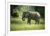 African Elephant (Loxodonta), South Luangwa National Park, Zambia, Africa-Janette Hill-Framed Photographic Print