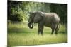 African Elephant (Loxodonta), South Luangwa National Park, Zambia, Africa-Janette Hill-Mounted Photographic Print