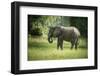 African Elephant (Loxodonta), South Luangwa National Park, Zambia, Africa-Janette Hill-Framed Photographic Print