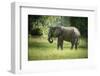 African Elephant (Loxodonta), South Luangwa National Park, Zambia, Africa-Janette Hill-Framed Photographic Print