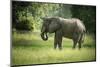 African Elephant (Loxodonta), South Luangwa National Park, Zambia, Africa-Janette Hill-Mounted Photographic Print