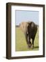 African Elephant, Maasai Mara, Kenya-Sergio Pitamitz-Framed Photographic Print