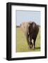 African Elephant, Maasai Mara, Kenya-Sergio Pitamitz-Framed Photographic Print