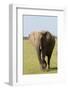 African Elephant, Maasai Mara, Kenya-Sergio Pitamitz-Framed Photographic Print