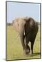 African Elephant, Maasai Mara, Kenya-Sergio Pitamitz-Mounted Photographic Print