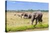 African elephant, Maasai Mara National Reserve, Kenya-Nico Tondini-Stretched Canvas