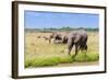 African elephant, Maasai Mara National Reserve, Kenya-Nico Tondini-Framed Photographic Print