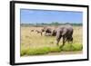 African elephant, Maasai Mara National Reserve, Kenya-Nico Tondini-Framed Photographic Print