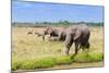 African elephant, Maasai Mara National Reserve, Kenya-Nico Tondini-Mounted Photographic Print