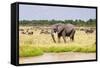 African elephant, Maasai Mara National Reserve, Kenya-Nico Tondini-Framed Stretched Canvas