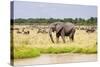 African elephant, Maasai Mara National Reserve, Kenya-Nico Tondini-Stretched Canvas