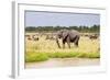 African elephant, Maasai Mara National Reserve, Kenya-Nico Tondini-Framed Photographic Print