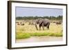 African elephant, Maasai Mara National Reserve, Kenya-Nico Tondini-Framed Photographic Print