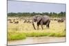 African elephant, Maasai Mara National Reserve, Kenya-Nico Tondini-Mounted Photographic Print