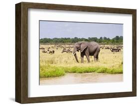 African elephant, Maasai Mara National Reserve, Kenya-Nico Tondini-Framed Photographic Print