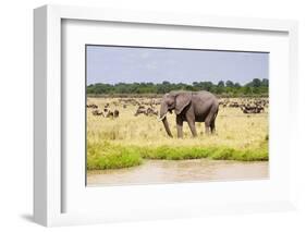 African elephant, Maasai Mara National Reserve, Kenya-Nico Tondini-Framed Photographic Print