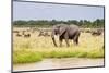 African elephant, Maasai Mara National Reserve, Kenya-Nico Tondini-Mounted Photographic Print