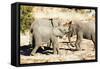 African elephant , Mapungubwe Nat'l Park, UNESCO World Heritage Site, Limpopo, South Africa, Africa-Christian Kober-Framed Stretched Canvas