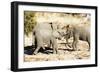 African elephant , Mapungubwe Nat'l Park, UNESCO World Heritage Site, Limpopo, South Africa, Africa-Christian Kober-Framed Photographic Print