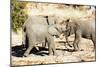 African elephant , Mapungubwe Nat'l Park, UNESCO World Heritage Site, Limpopo, South Africa, Africa-Christian Kober-Mounted Photographic Print