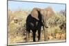African elephant , Mapungubwe Nat'l Park, UNESCO World Heritage Site, Limpopo, South Africa, Africa-Christian Kober-Mounted Photographic Print