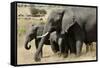 African Elephant Mother and Calves-Hal Beral-Framed Stretched Canvas