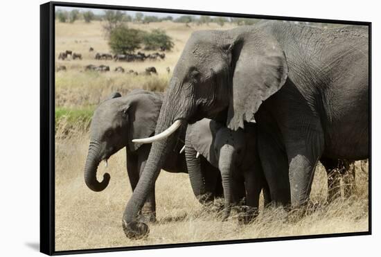 African Elephant Mother and Calves-Hal Beral-Framed Stretched Canvas