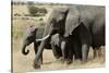 African Elephant Mother and Calves-Hal Beral-Stretched Canvas