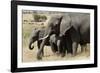 African Elephant Mother and Calves-Hal Beral-Framed Photographic Print