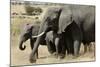 African Elephant Mother and Calves-Hal Beral-Mounted Photographic Print